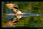 Landing Gear down